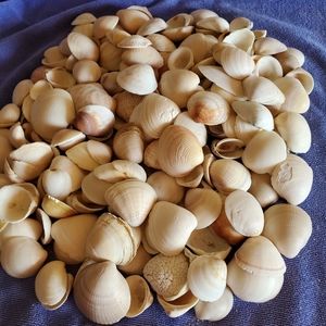 SEA SHELL LOT